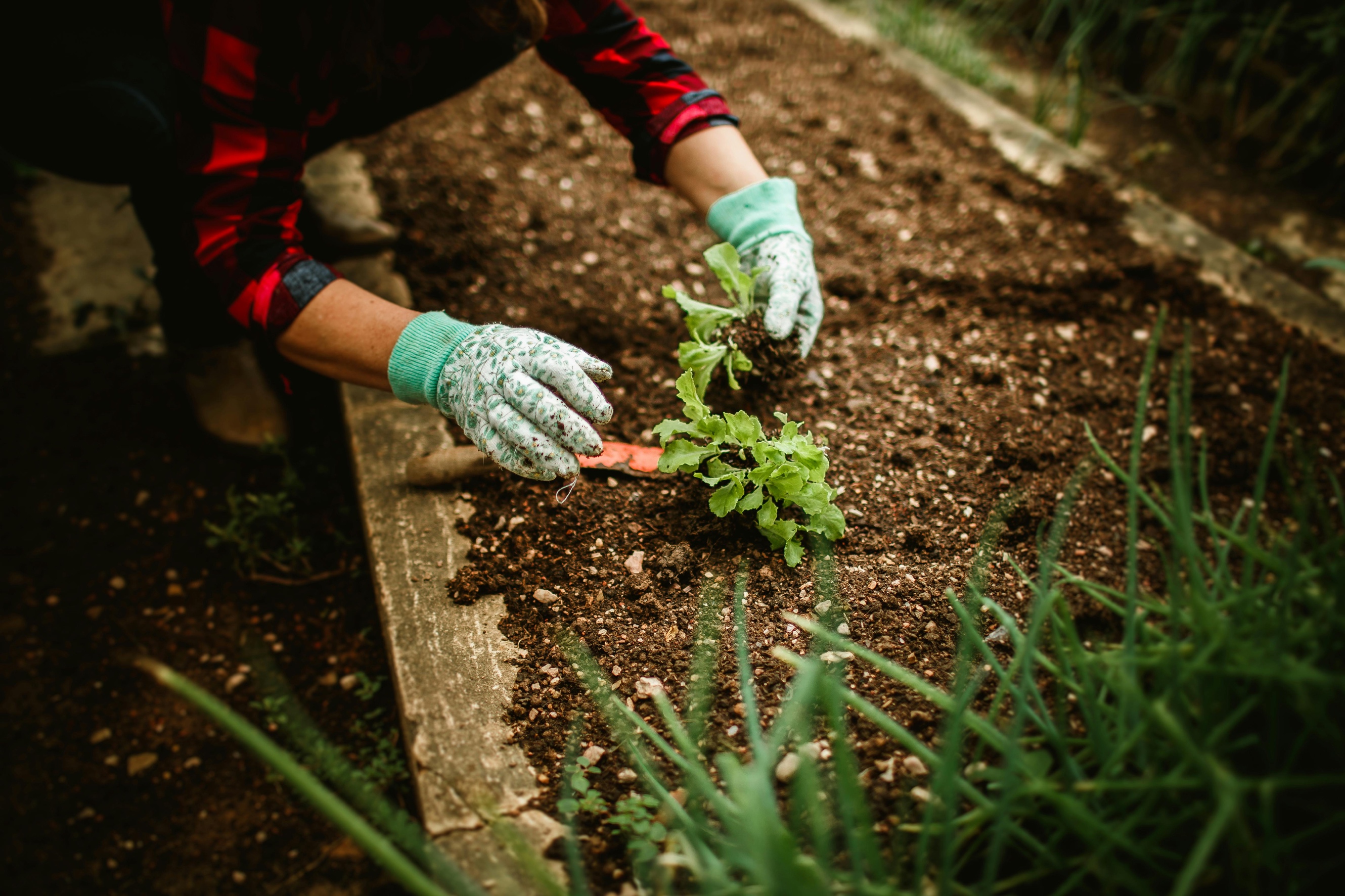 Backyard Vegetable Garden Ideas: Planning out Your Garden without Complication or Drama